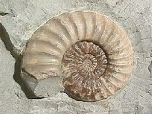 220px-ammonite_asteroceras.jpg